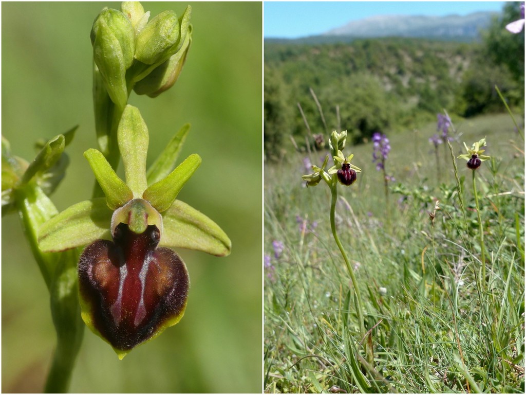 Ophrys tardive e altre orchidee in Epiro - Grecia settentrionale  22_30 maggio 2024.